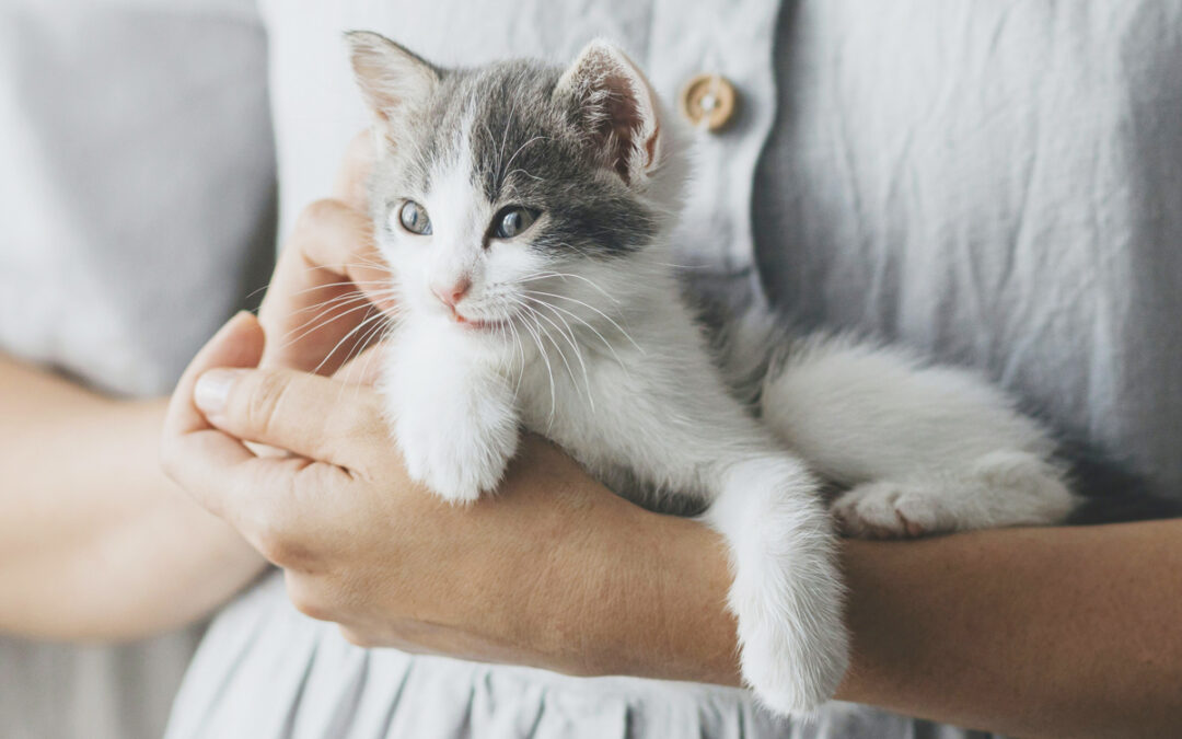 close up of woman holding gray and white kitten